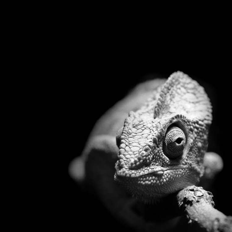 animals-lukas-holas-chameleon