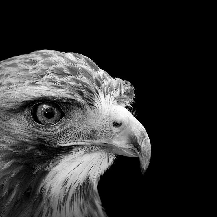 animals-lukas-holas-eagle