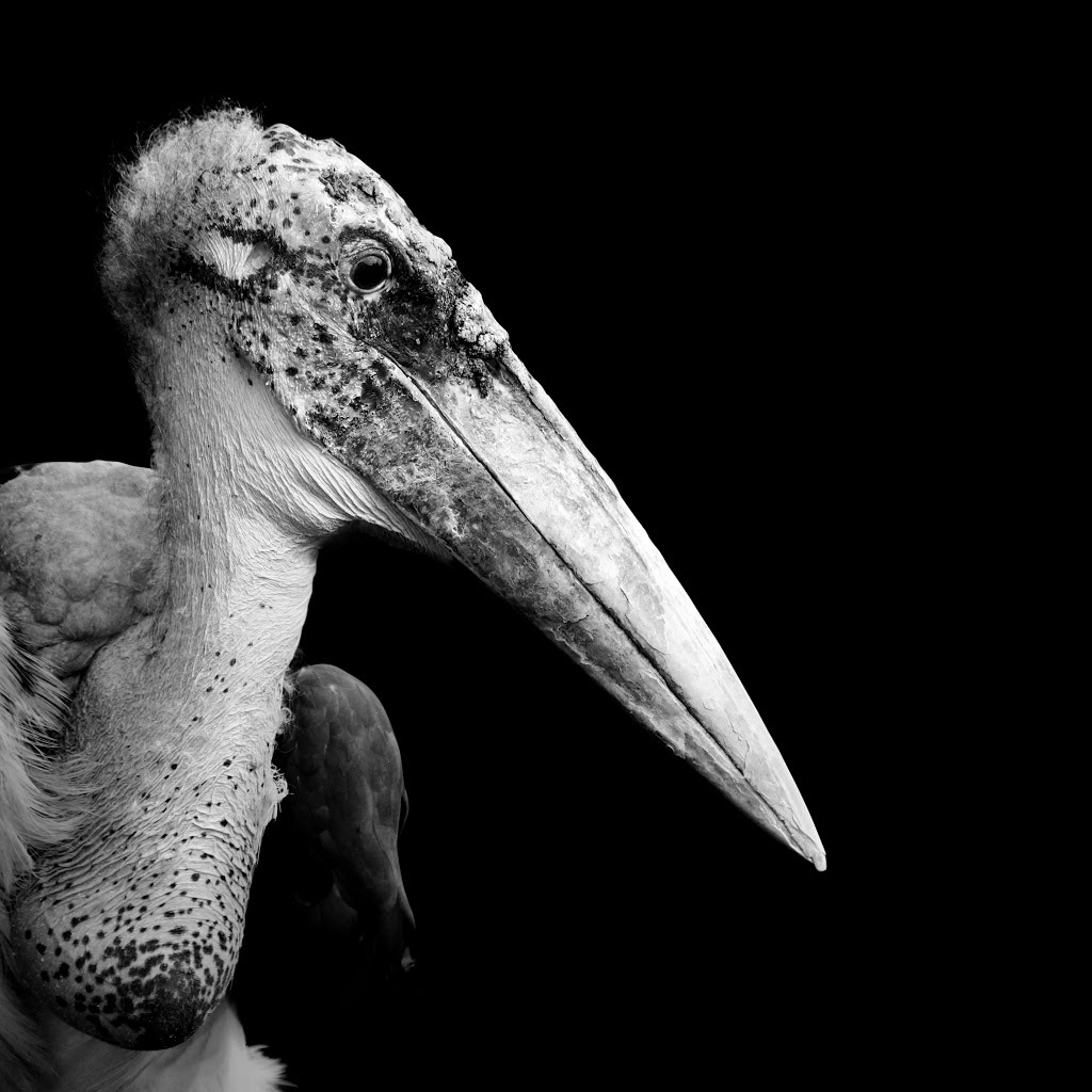animals-lukas-holas-pelican