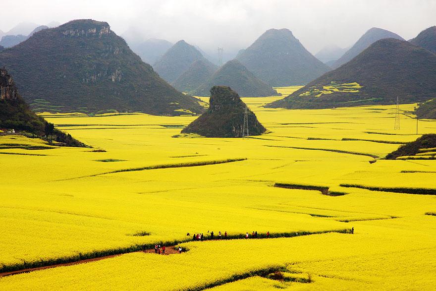 breathtaking-views-canola-flower-fields-china