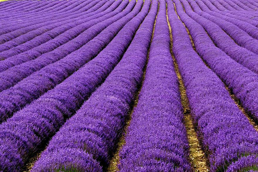 breathtaking-views-lavender-fields-uk-and-france-01