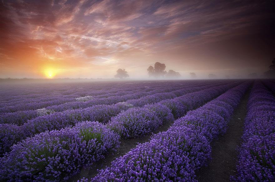 breathtaking-views-lavender-fields-uk-and-france