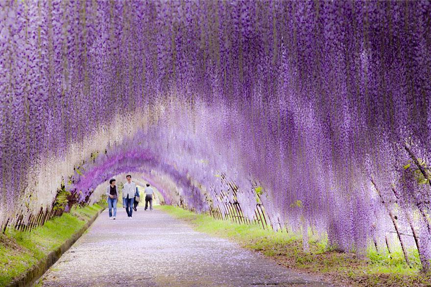 breathtaking-views-wisteria-flower-tunnel-japan-01