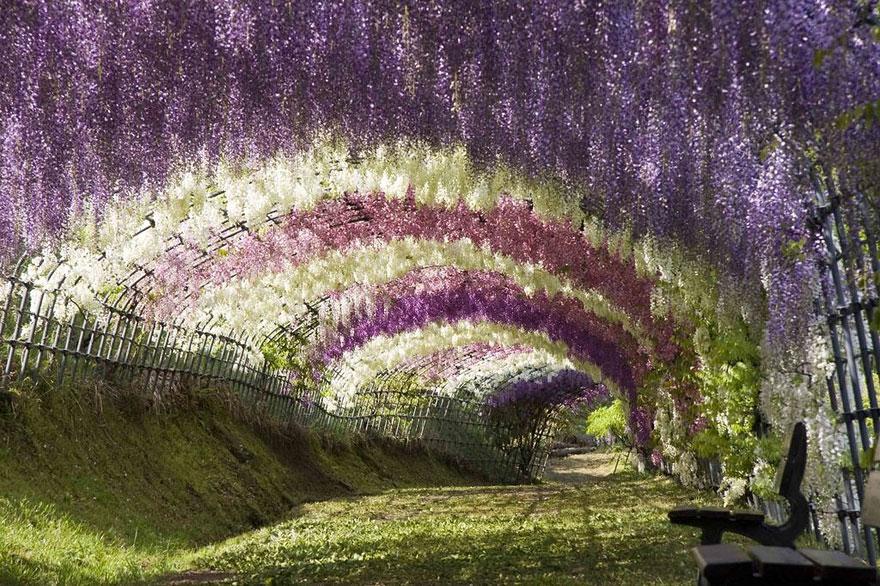 breathtaking-views-wisteria-flower-tunnel-japan