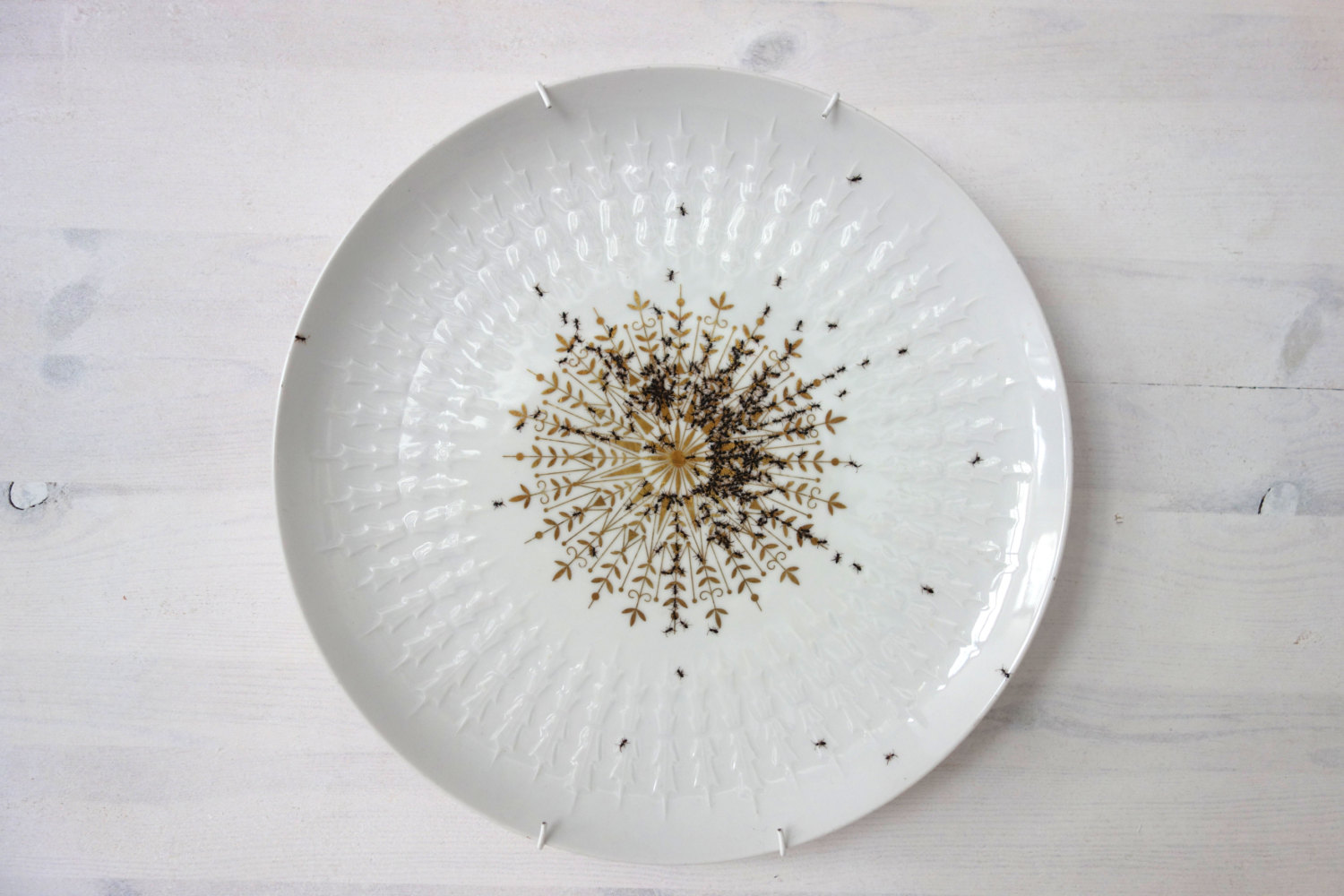 ants-on-porcelain-evelyn-bracklow-05