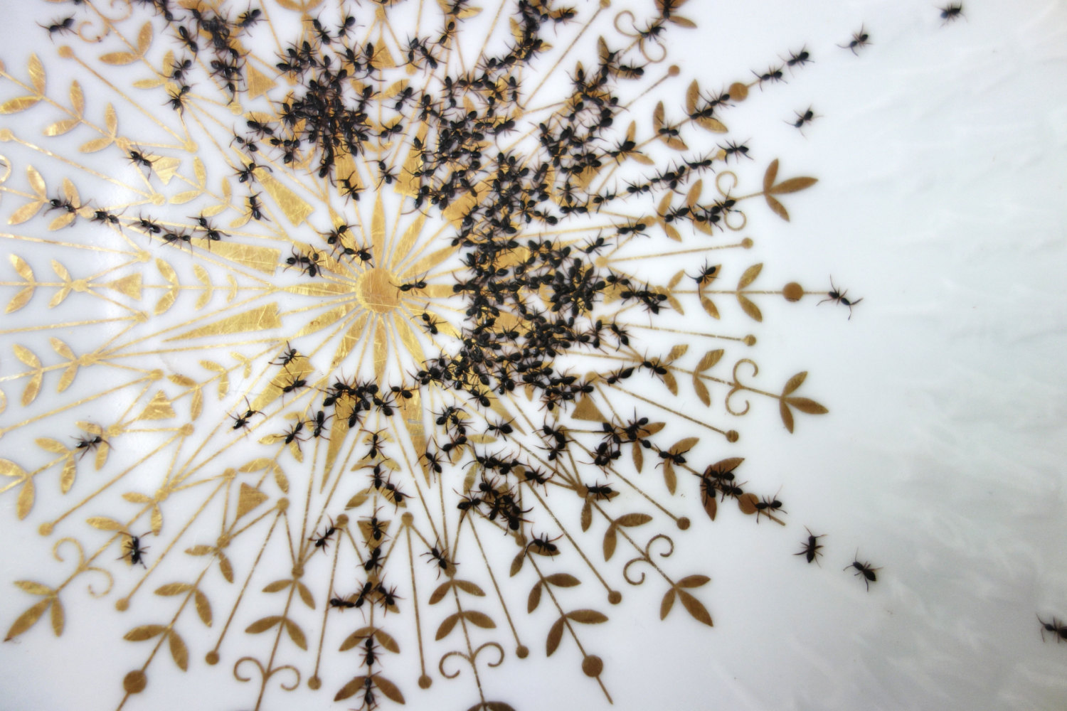 ants-on-porcelain-evelyn-bracklow-06