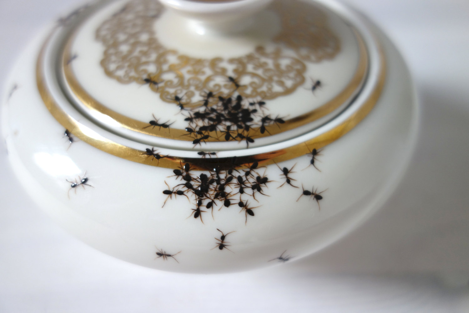 ants-on-porcelain-evelyn-bracklow-08