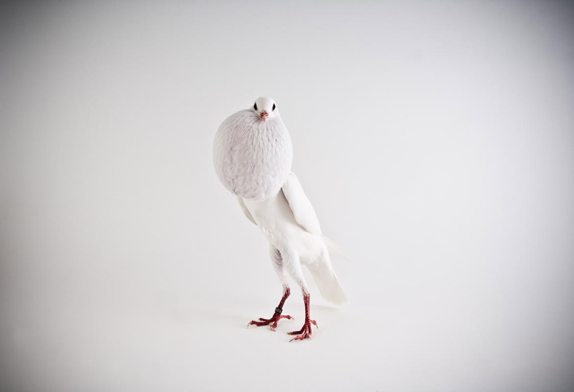 darwin-pigeons-03