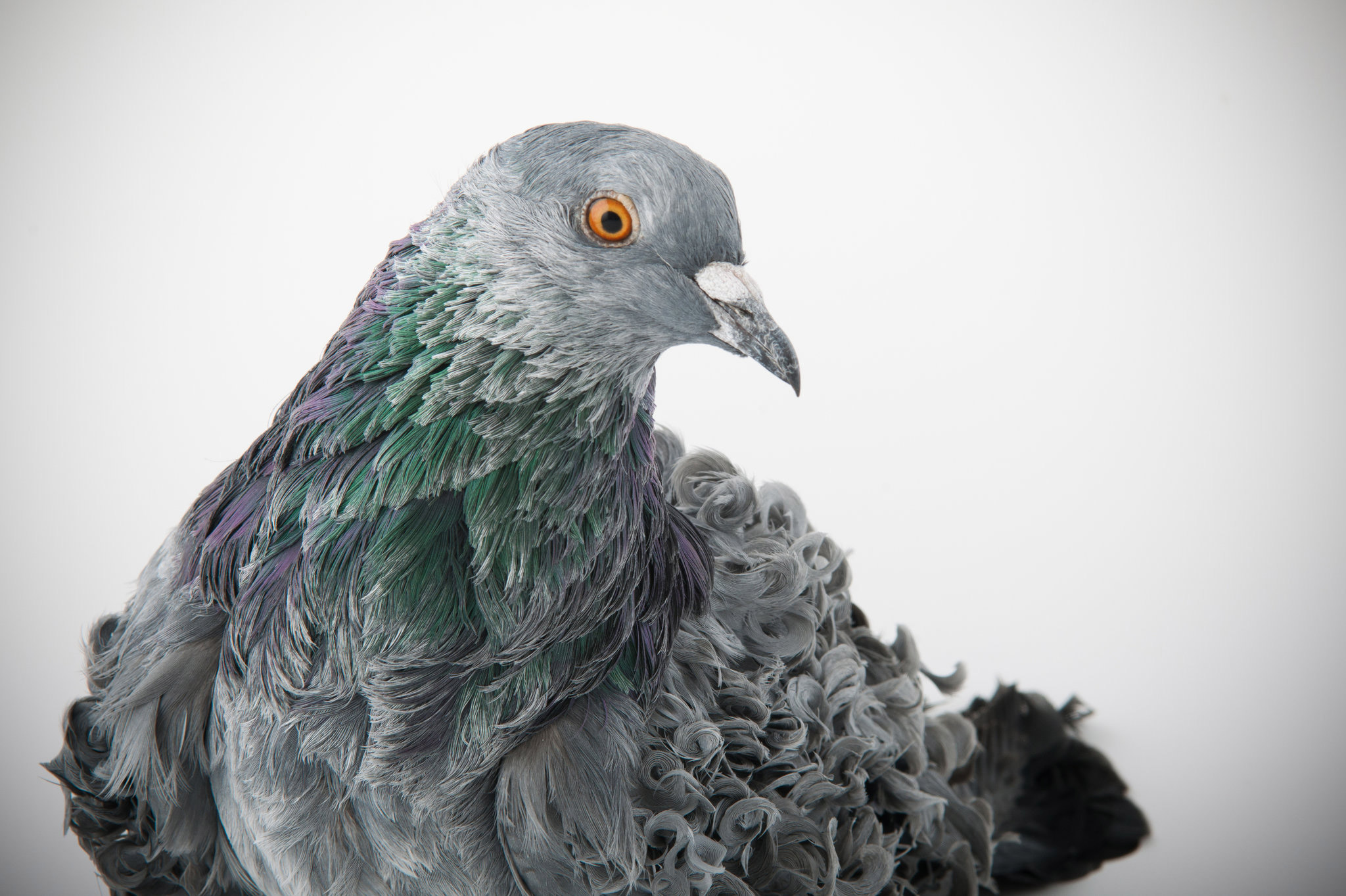 darwin-pigeons-06