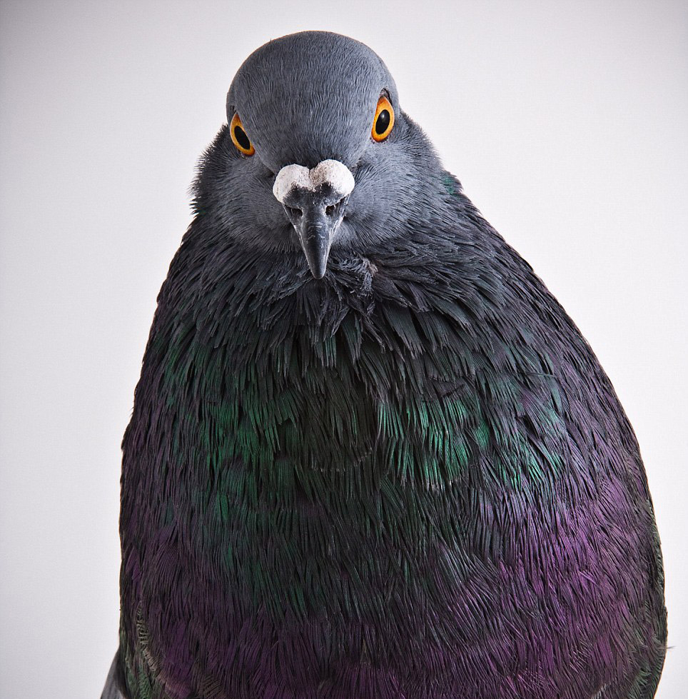 darwin-pigeons-13