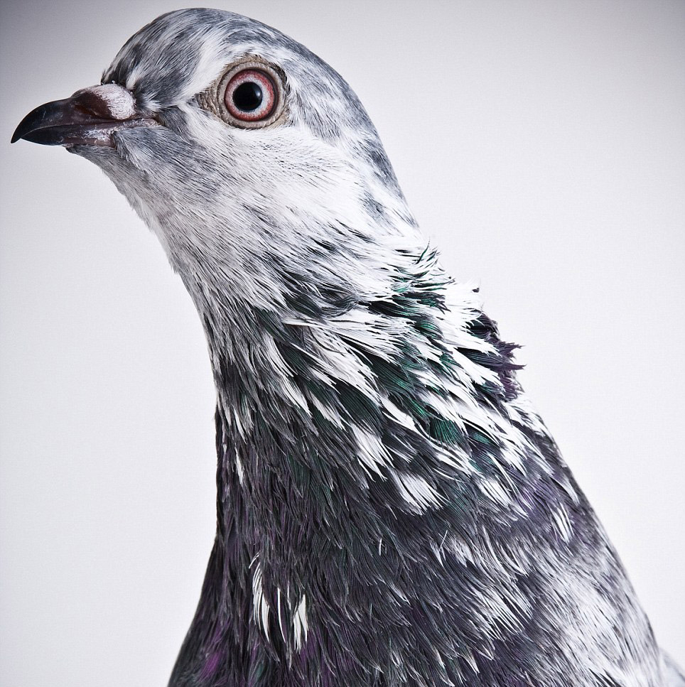 darwin-pigeons-16