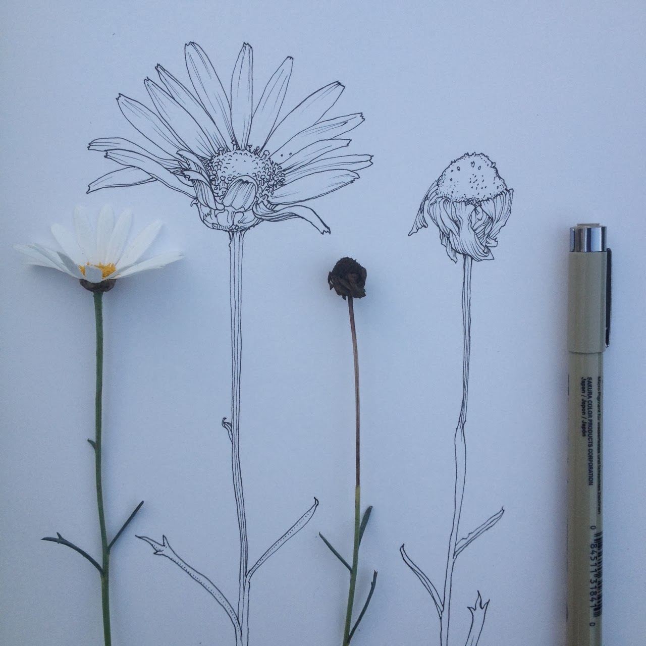 flower-illustrations-noel-badges-pugh-09