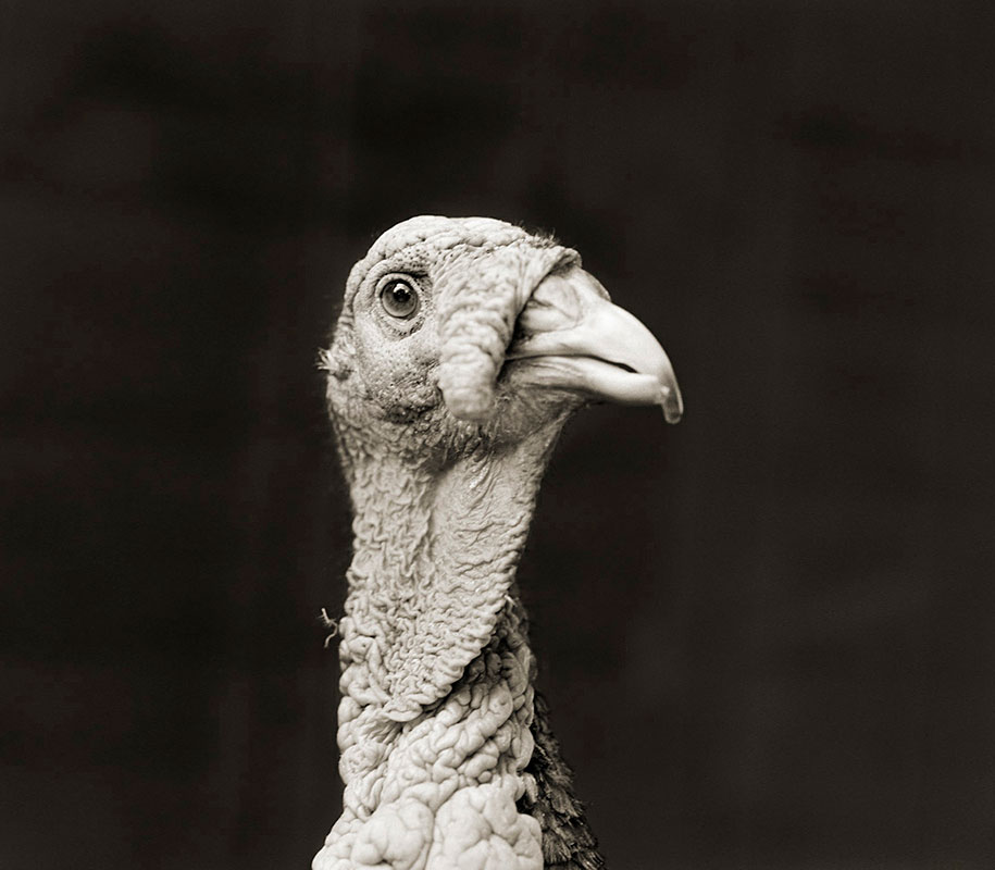 isa-leshko-elderly-animals-bronze-turkey