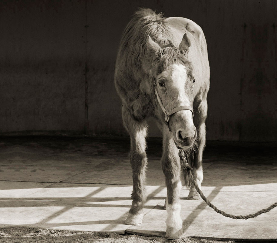 isa-leshko-elderly-animals-horse