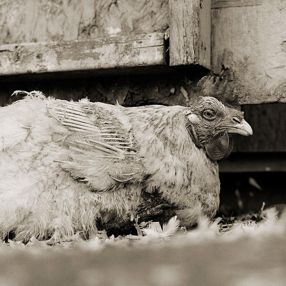 isa-leshko-elderly-animals-rooster