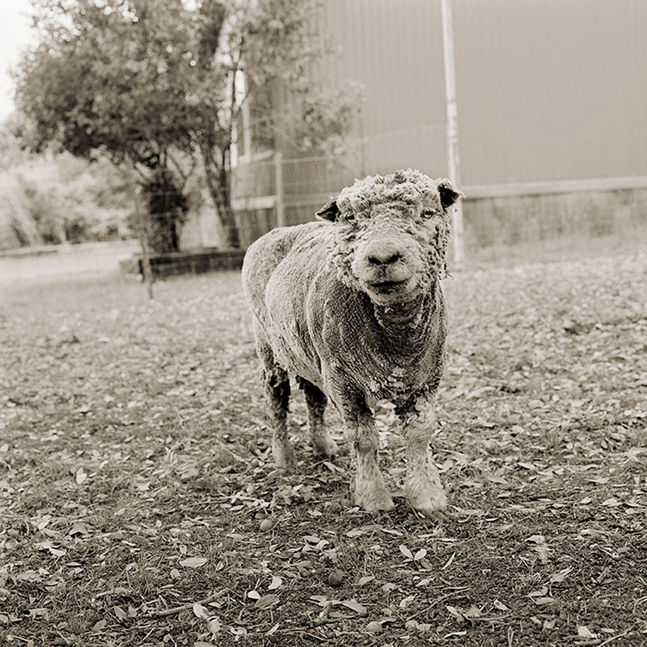 isa-leshko-elderly-animals-sheep-02
