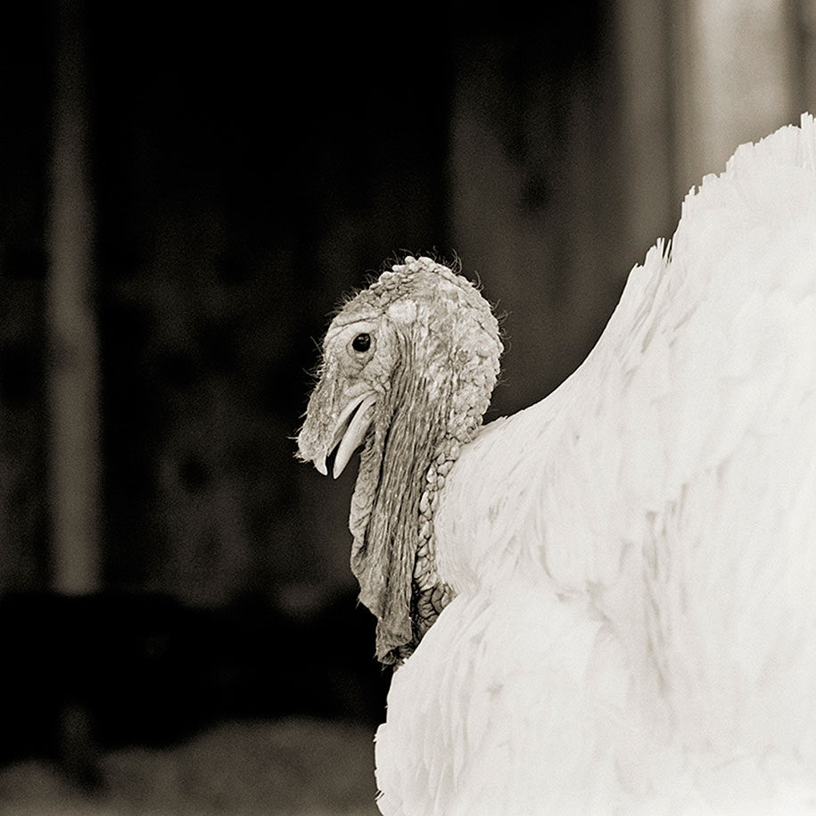isa-leshko-elderly-animals-white-turkey-03