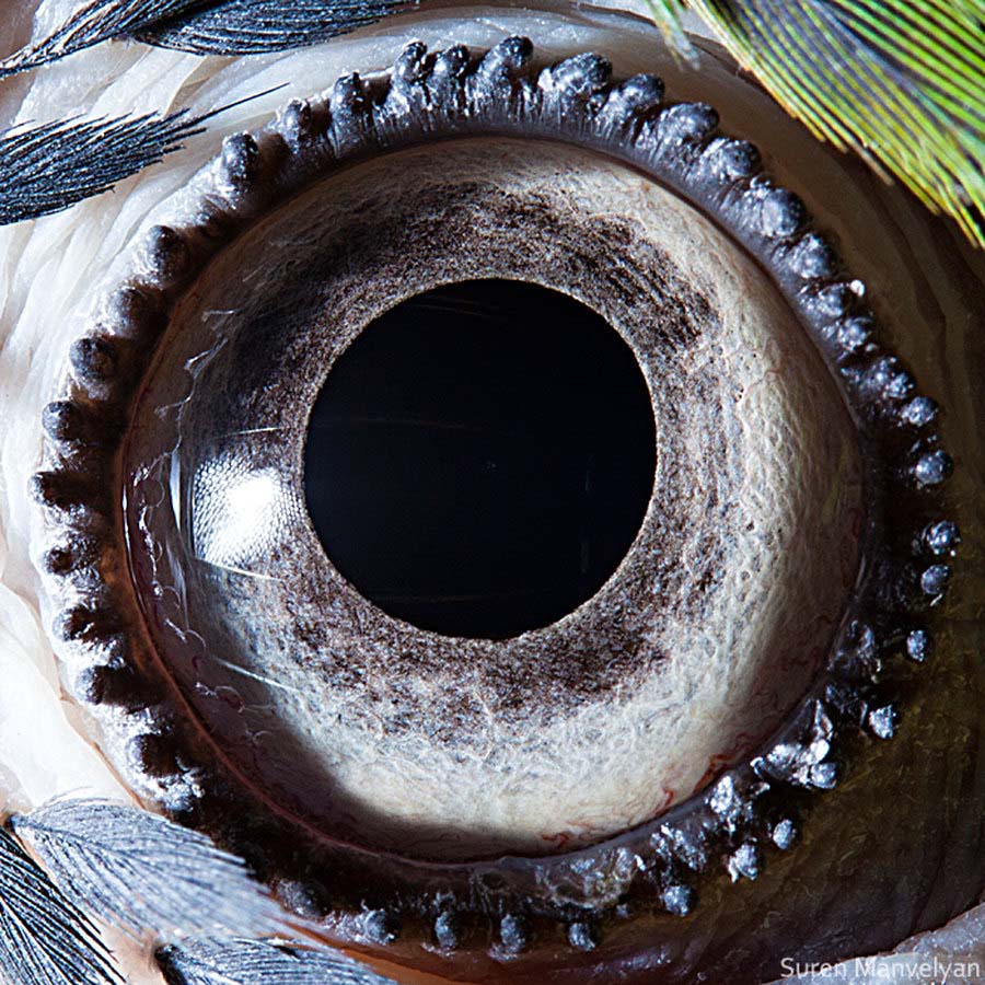 suren-manvelyan-animal-eyes-blue-yello-macaw