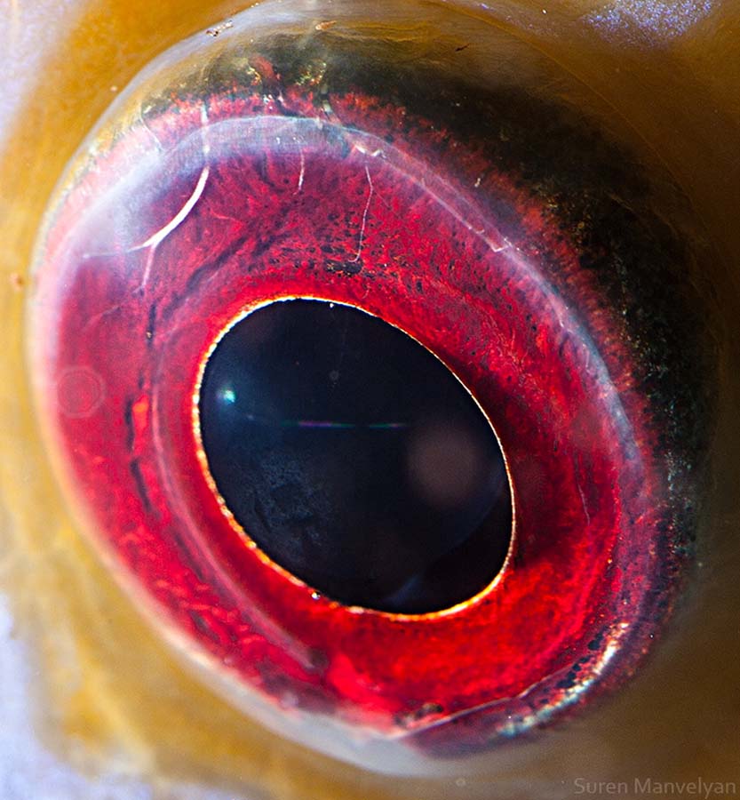 suren-manvelyan-animal-eyes-discus-fish