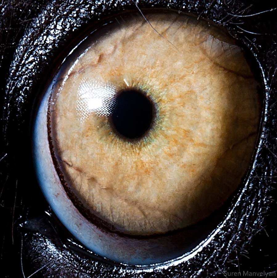suren-manvelyan-animal-eyes-ring-tailed-lemur