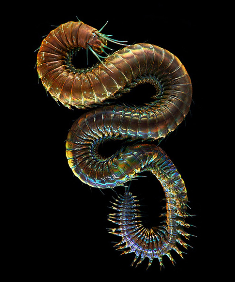 worms-alexander-semenov-08