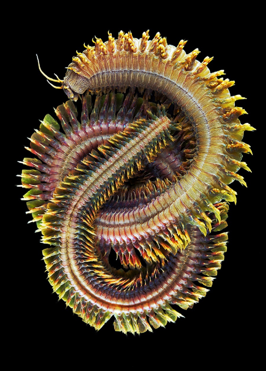 worms-alexander-semenov-09