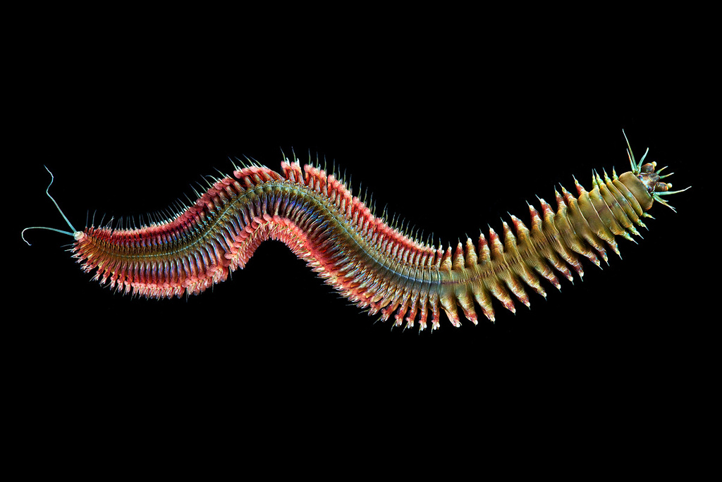 worms-alexander-semenov-12