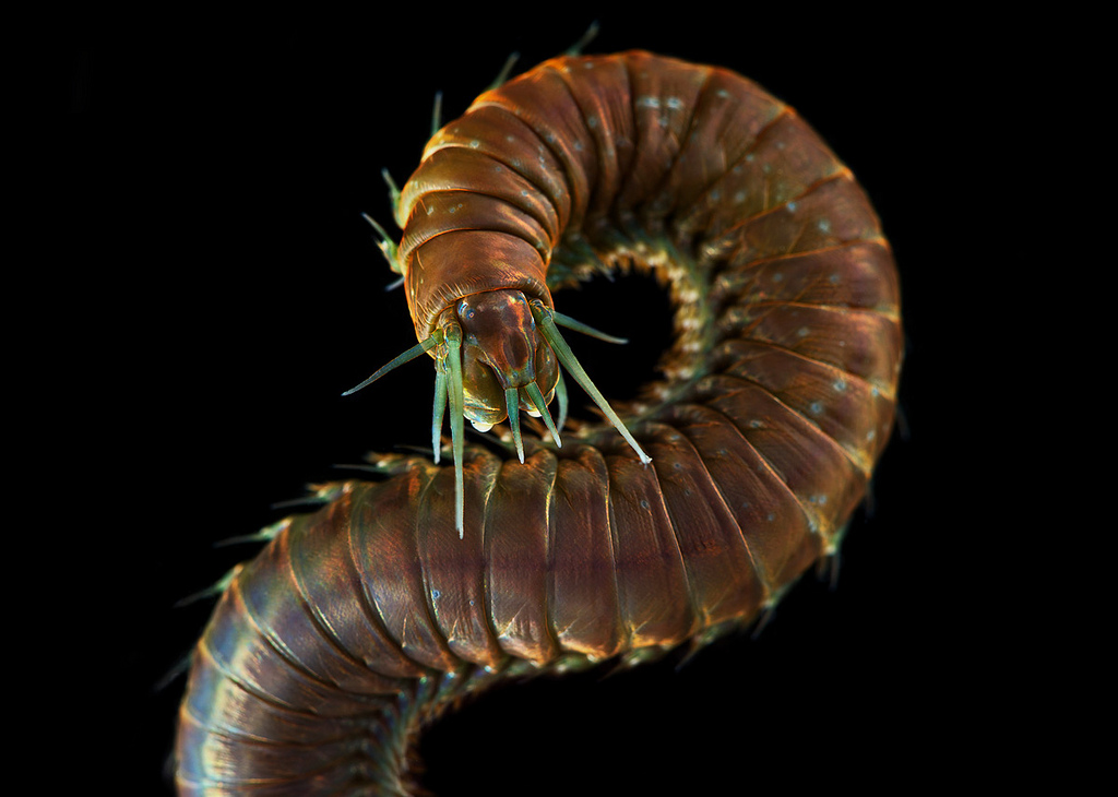 worms-alexander-semenov-13