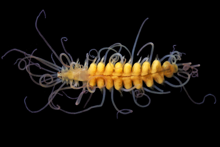 worms-alexander-semenov-15