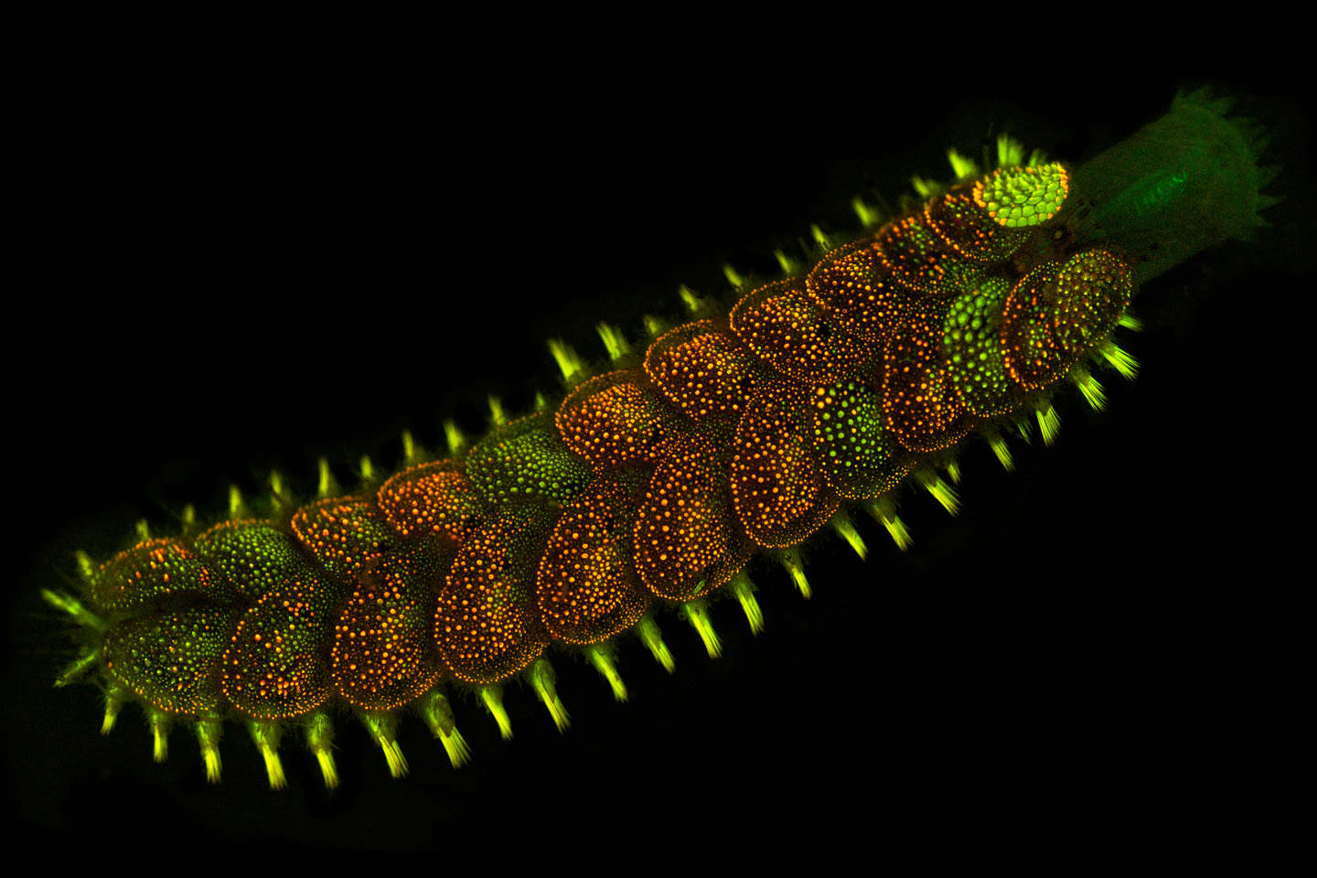 worms-alexander-semenov-16