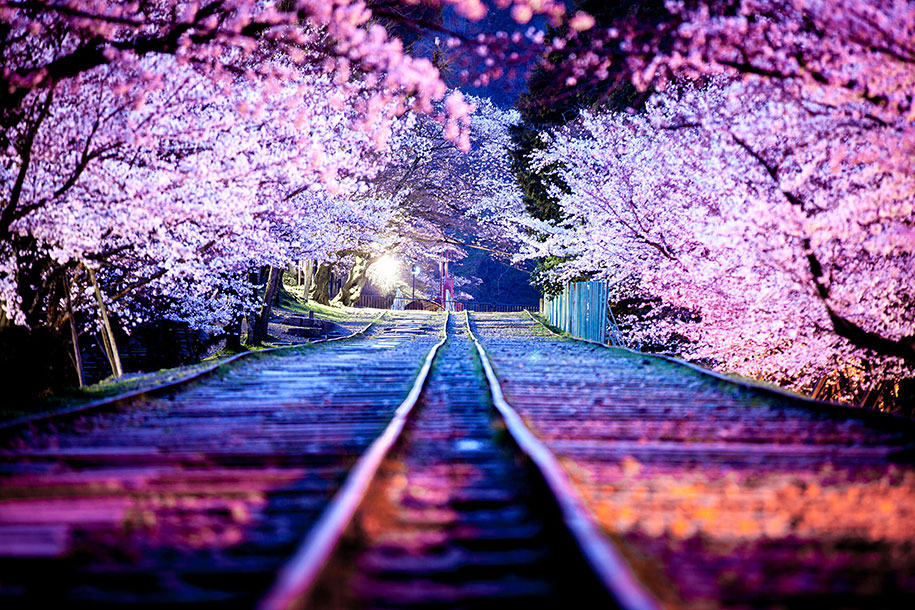 2014-japanese-cherry-blossom-blooming-sakura-04