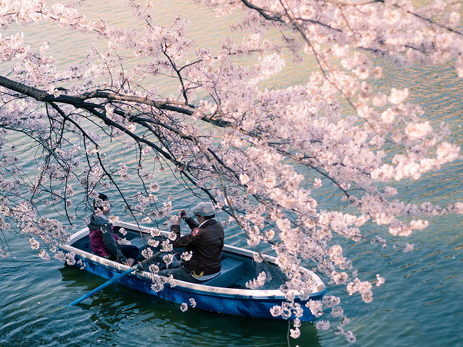 2014-japanese-cherry-blossom-blooming-sakura-07