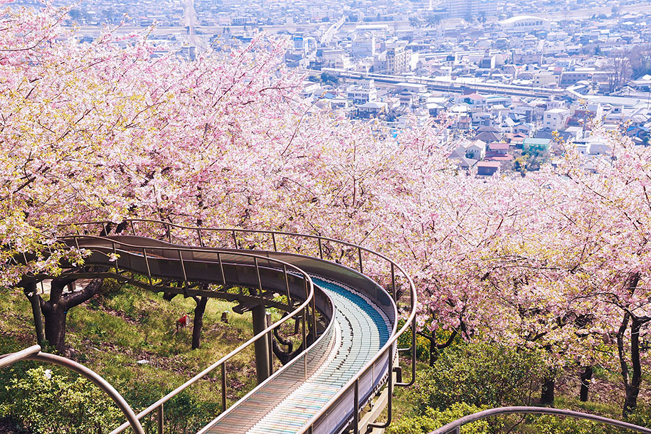 2014-japanese-cherry-blossom-blooming-sakura-12