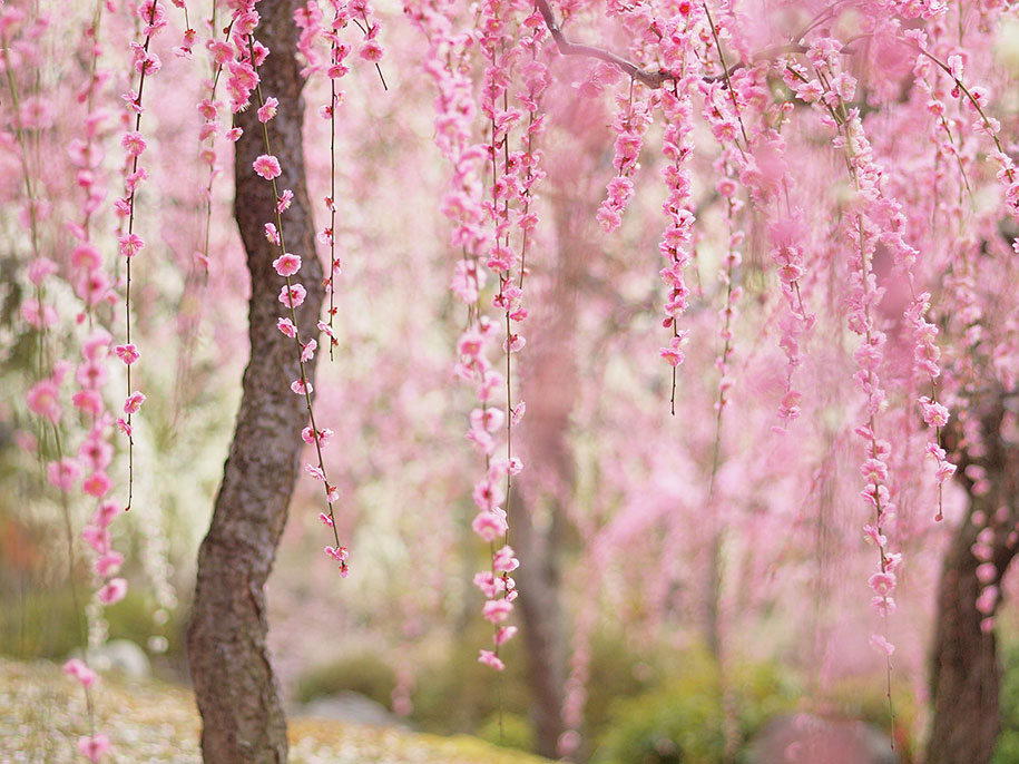 2014-japanese-cherry-blossom-blooming-sakura-14