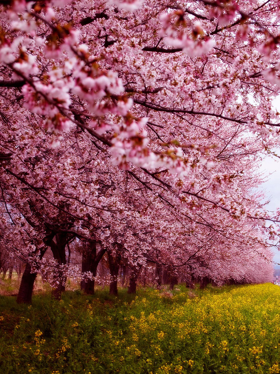2014-japanese-cherry-blossom-blooming-sakura-16
