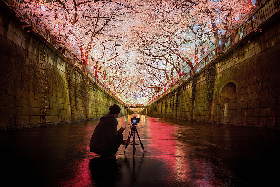 2014-japanese-cherry-blossom-blooming-sakura-20