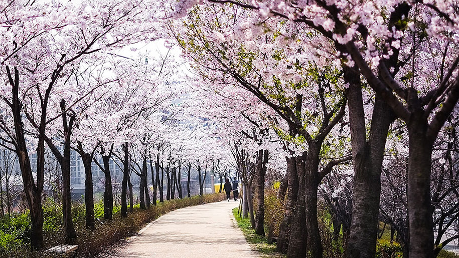 2014-japanese-cherry-blossom-blooming-sakura-22