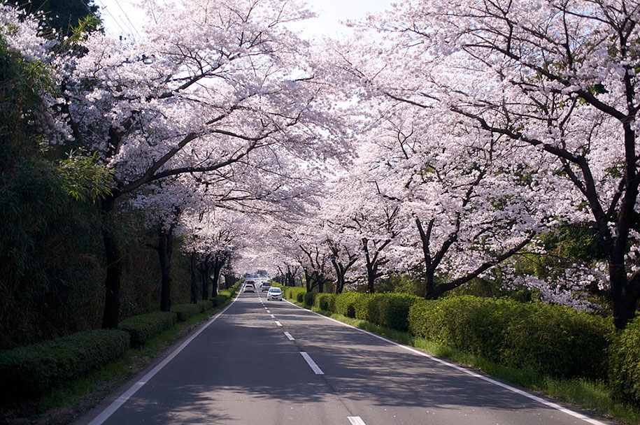 2014-japanese-cherry-blossom-blooming-sakura-23