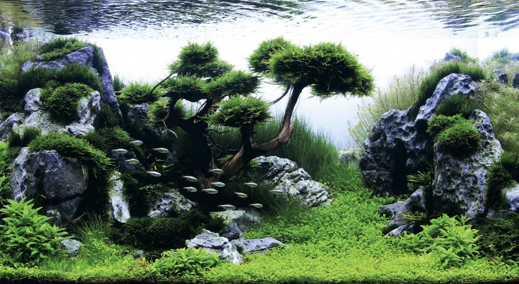 Beautifully Designed Aquariums Compete in The International Aquatic