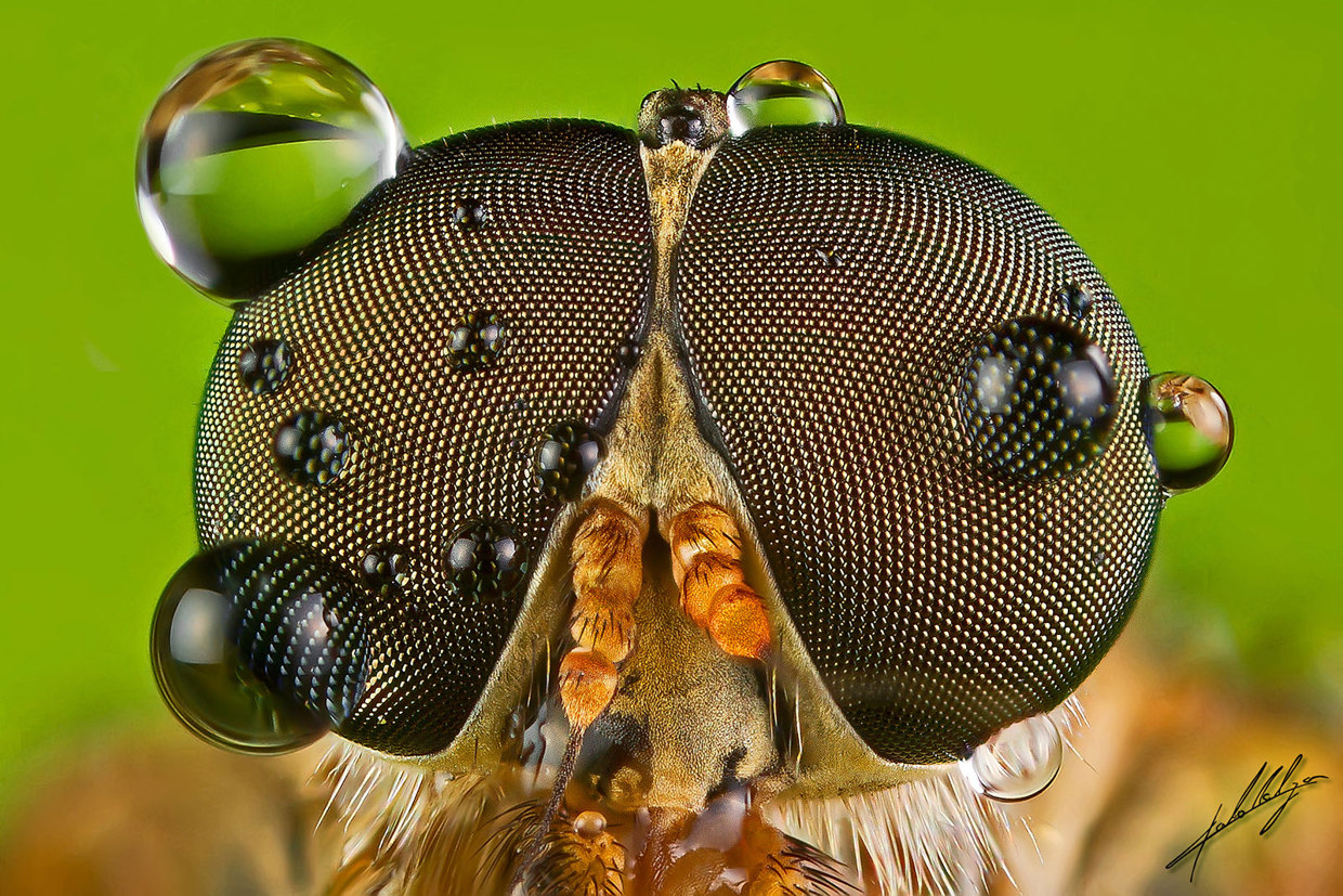 Macro Lens Use At William Fellows Blog