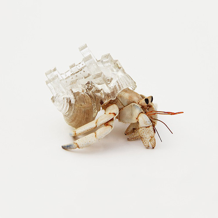 hermit-crab-3d-printed-shells-aki-inomata-05