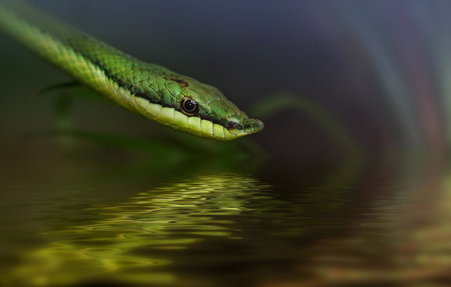 reptiles-amphibians-detlef-knapp-03