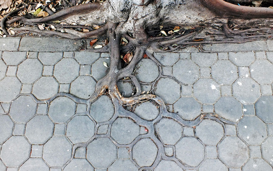 tree-roots-04