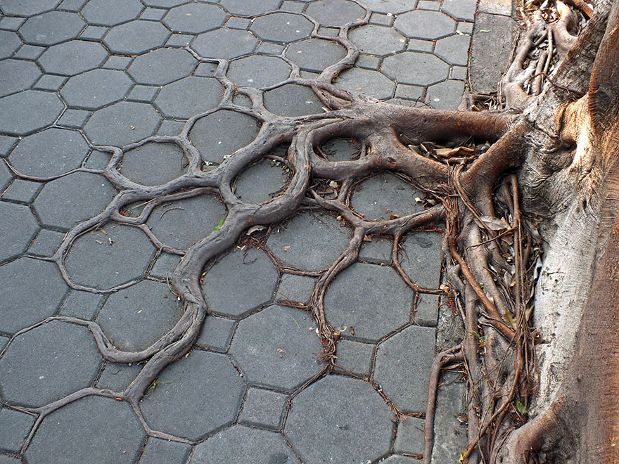 tree-roots-05