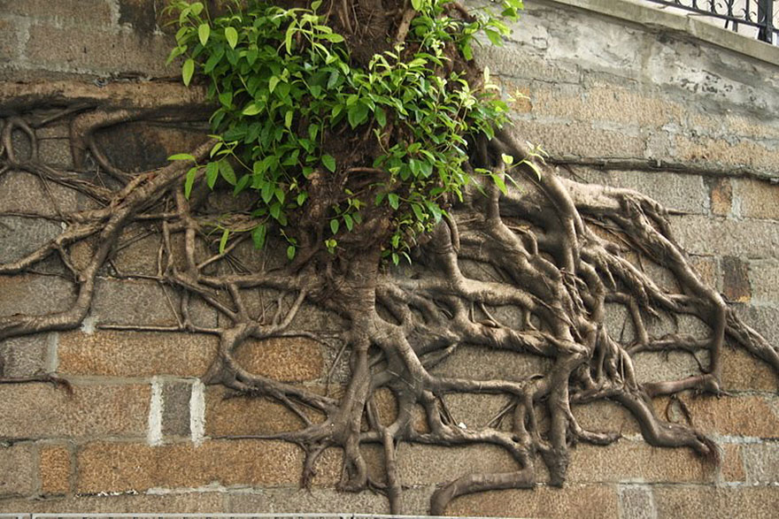 tree-roots-07