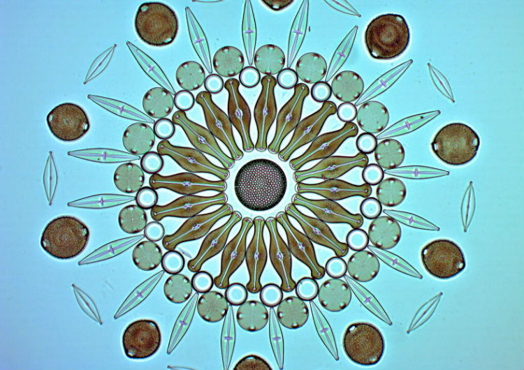 klaus_kemp_single_cell_diatoms_01