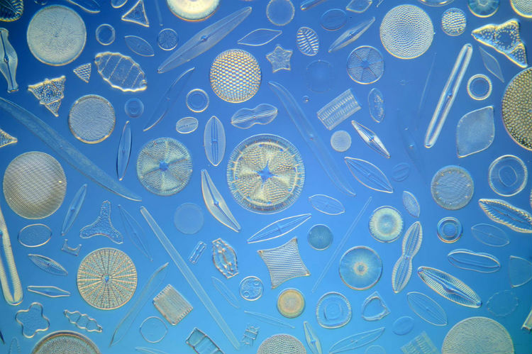 klaus_kemp_single_cell_diatoms_04
