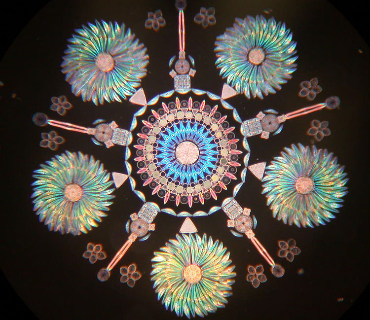 klaus_kemp_single_cell_diatoms_05