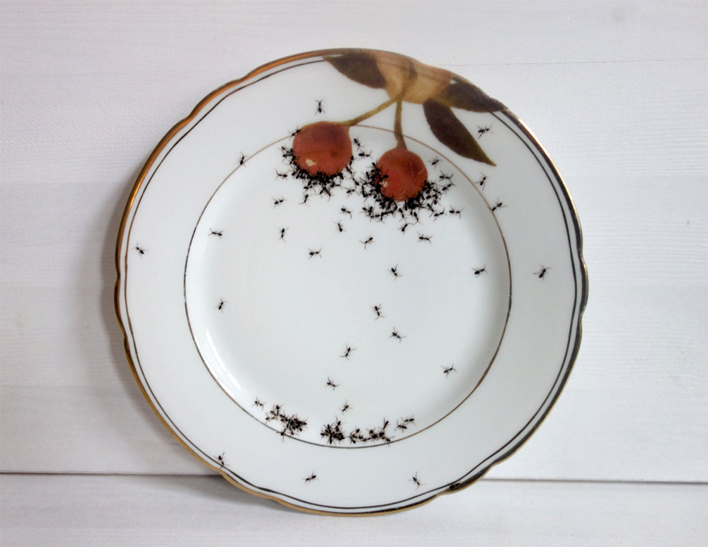porcelain-ants-02-evelyn-bracklow-03