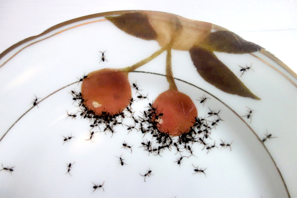 porcelain-ants-02-evelyn-bracklow-04